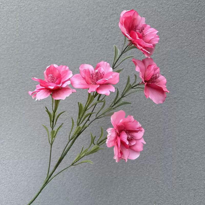 아네모네-로즈 레드 5개