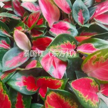 ����ֱ�N�M����Aglaonema̩���t���߲ݖ|���t�����҃ȳ��G����