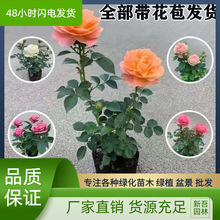 欧洲月季花苗 欧月灌木月季 大花四季开花阳台观花盆栽绿植花卉