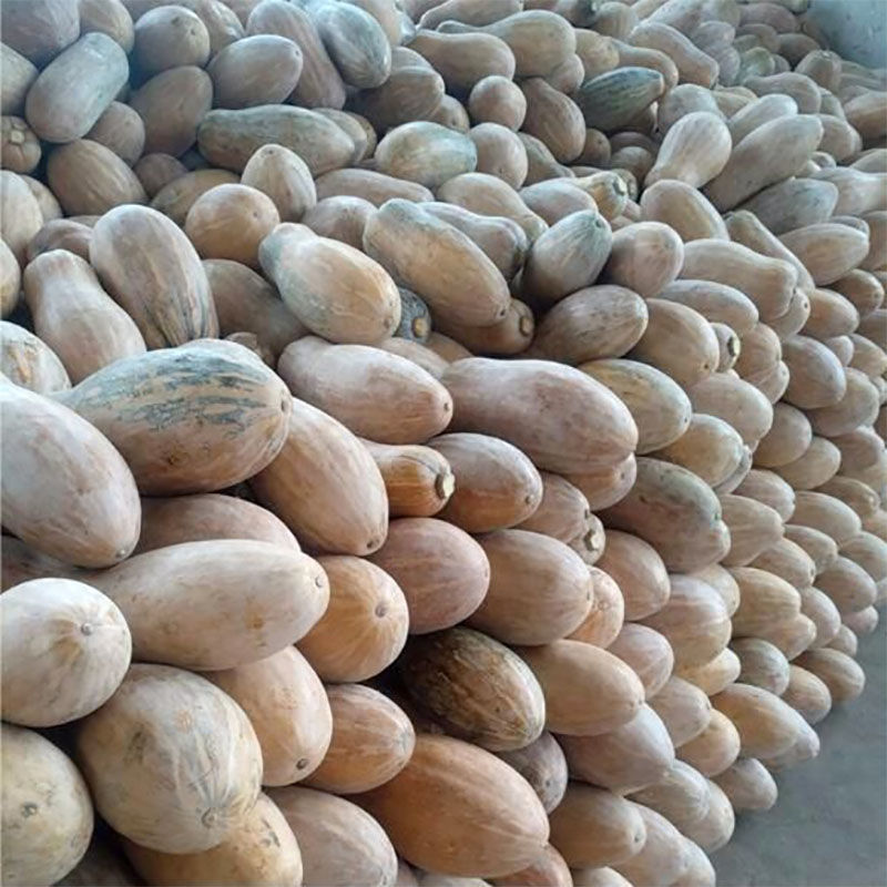 Old Pumpkin, Fresh Farm-Grown Food Supplement, Sweet Pumpkin, Chestnut Flavor, Free Shipping, Vegetable Wholesale
