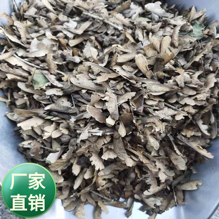 批发绿化林木青枫树种子槭树科五角枫红枫手工制作工艺品树种子