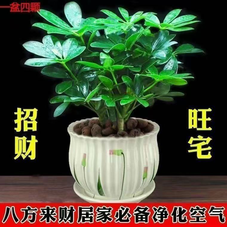Prosperity from All Directions, Money Tree, Duck's Claw Wood Potted Seedlings, Seven-Leaf Lotus, Goose's Claw Wood Seedlings, Evergreen Duck's Claw Wood Prosperity from All Directions, Money Tree, Duck's Claw Wood Potted Seedlings, Seven-Leaf Lotus, Goose's Claw Wood Seedlings, Evergreen Duck's Claw Wood