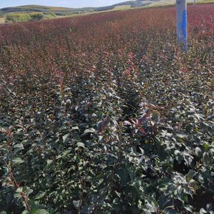 �F؛���� �t�~���� ������֦�t�~�� �t�~�������� ���~��ľ