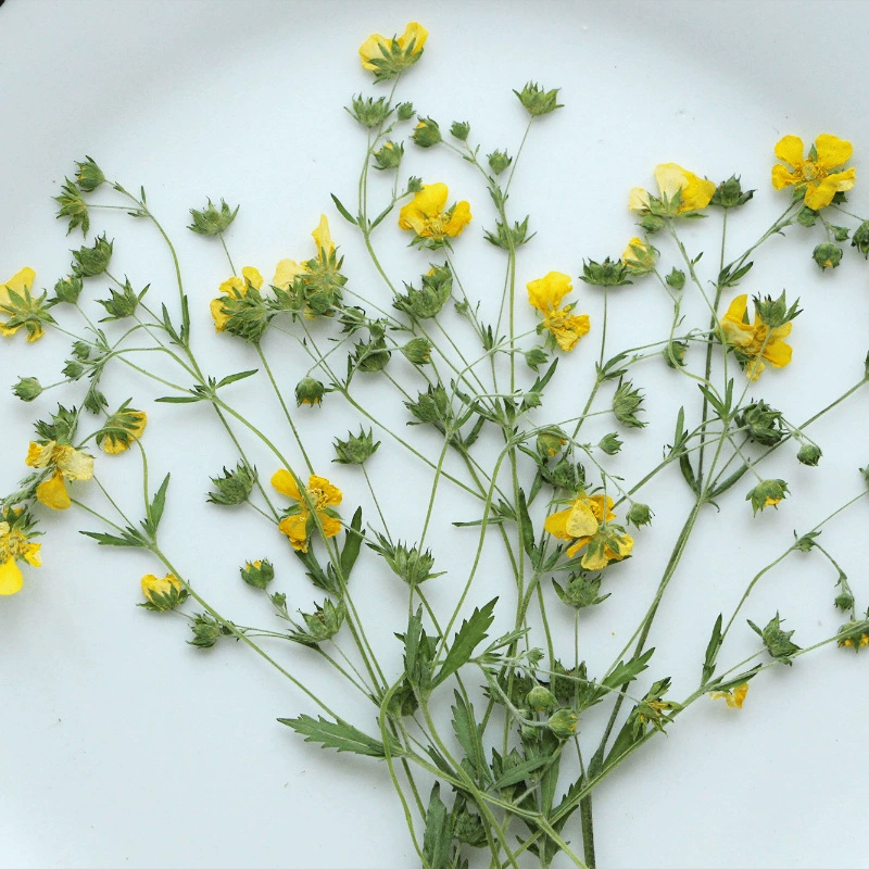 Potentilla Blossoms Сухие цветы Тисненые перегородки Настоящие листья Образец растений Закладка Лепесток Макияж Тисненая Настольная лампа Шелковый веер