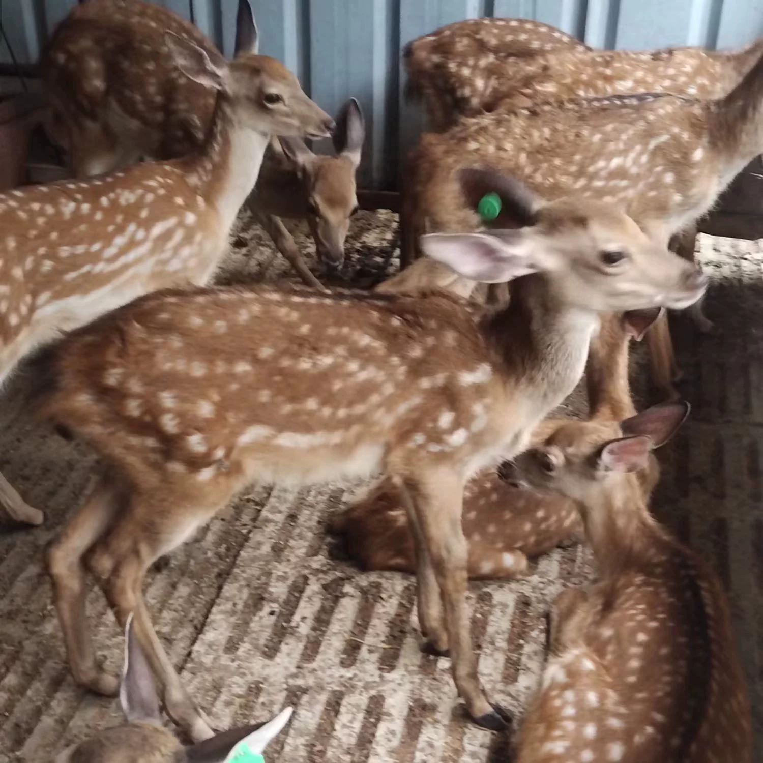 Живописная усадьба для просмотра пятнистых оленей цены