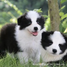 边境牧羊犬幼犬纯种活物出售边牧幼犬活体三通七白家养宠物狗边牧