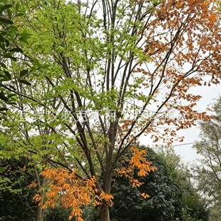 �t�Θ��f�����؈@�־G����ľ�ֹ��@�G��ͥԺ�����������l���Sֱ�N