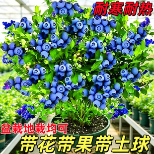 �{ݮ������{ݮ���ϱ����Nֲ���۴���ͥԺ�̨���Թ����箔��Y��
