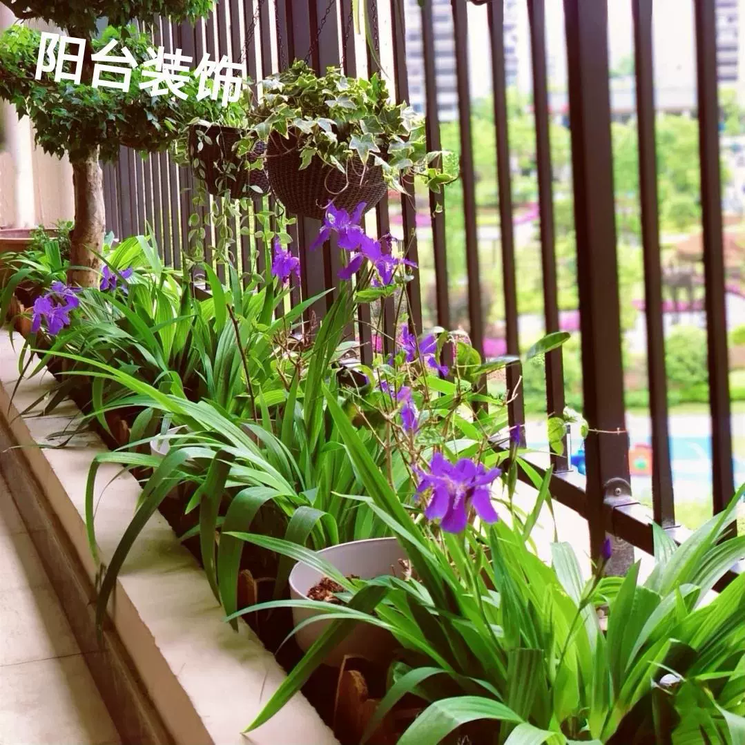 Рассада ириса с синими цветами фаленопсиса, рассада синих орхидей, горшечные растения для озеленения двора, озеленение балкона, красивые морозостойкие травяные цветы