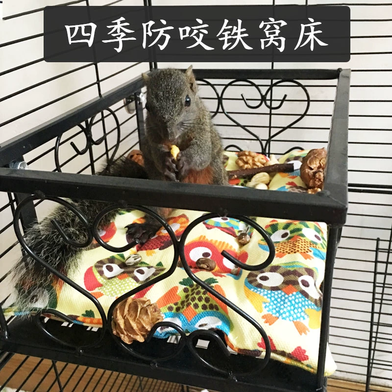 Белка-летучая мышь в медовой сумке, дракон-кошачий круглый год