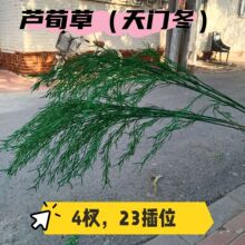 仿真绿植芦荀草（天门冬）工厂直销婚礼布置拱门地排花插花布景