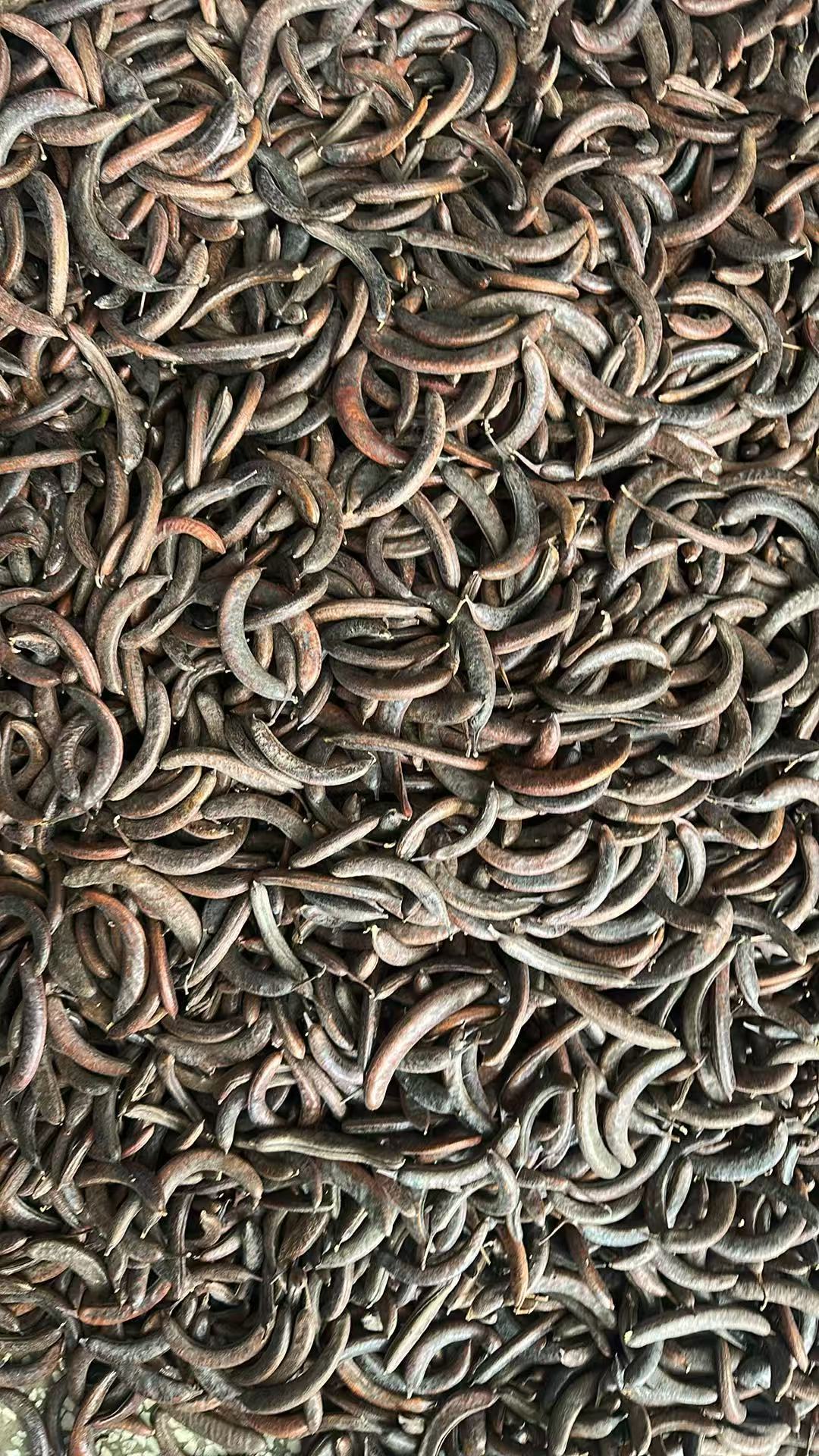 Zhu Ya Zao (Gleditsia sinensis Fruit) — Dried Chinese Honeylocust Fruit, Sulfur-Free Herbal Decoction Piece specifications
