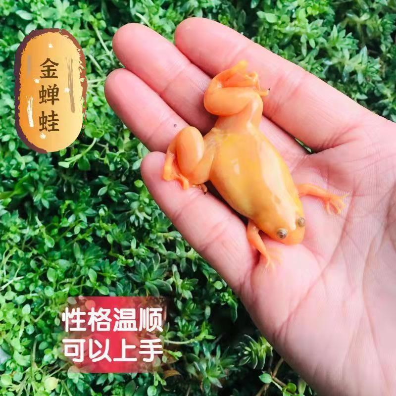 작은 노란 황금 개구리 1마리 2- 3cm