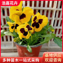 �������^�p���� �S�����l��ɫ�� ��ɫ������ ��������ɫ������