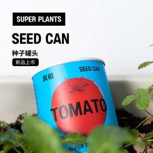 超極植物有好柿種子罐頭發芽室內種植小盆栽綠植番茄觀察禮物