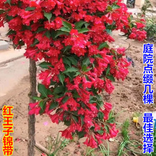 ����\������t�����\�����������߲ʻ����͇����ͺ�