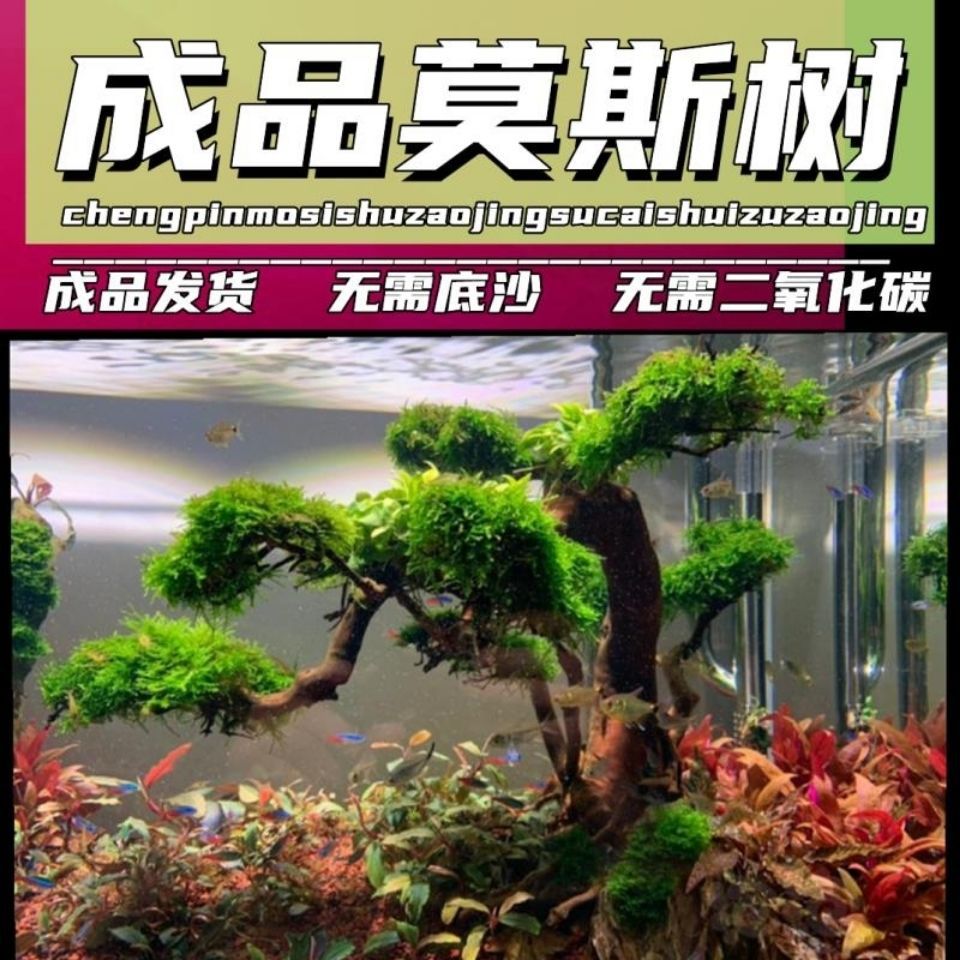 鱼缸造景植物套餐莫斯树成品树形迎客松鱼草真草水族箱摆件包邮|ms