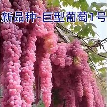 ��Ʒ���ʹ����ј������o�������ͺ��ͺ����Ե����ϱ����Nֲ��Ƥ