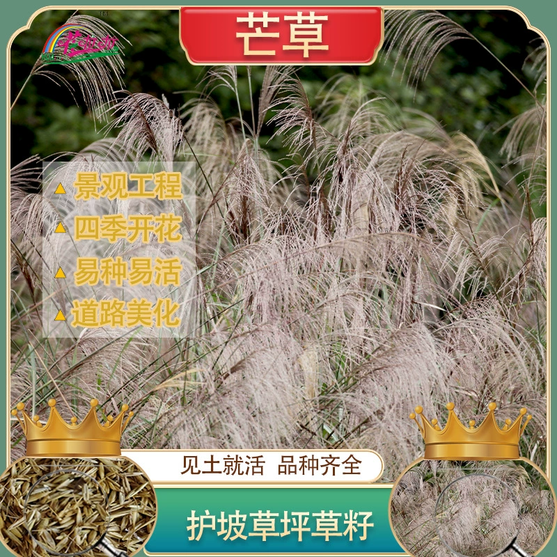 Многолетняя Защита Склона Озеленение Кормовая Трава Мискантус Семена Травы Декоративные Дикие Мискантус Посадка Дикой Травы Растения Легко для семян Декоративные Семена Травы