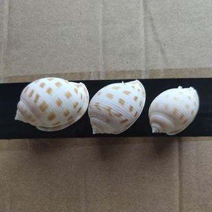 4-5cm Small Snail Natural Conch Decoration Ornaments Collection Crafts Decoration Hermit Crab Special Shell Chessboard Snail