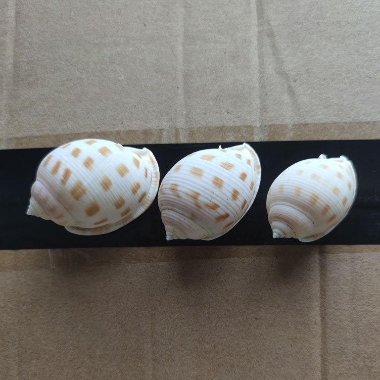4-5cm small conch shell, natural sea snail decorative ornament, collectible craft, hermit crab shell, checkerboard patterned conch.