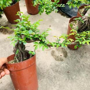 ����С�~�ܘ��Ϙ��辰����h֦�����Ϙ��ܘ丽ʯ��Ʒ�ܘ������辰