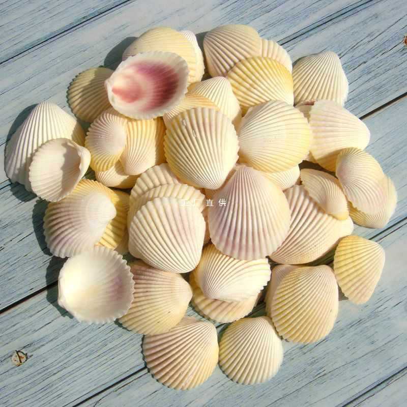 Natural shell white shell coconut shell shell fish tank fish tank…