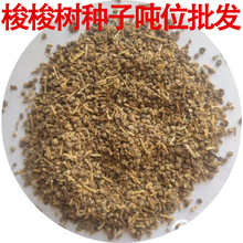 批发梭梭树种子 盐木琐梭梭种子治沙先锋 梭梭树籽梭梭种籽