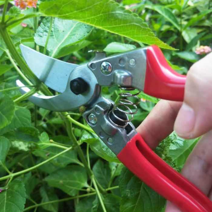 凯姿修枝剪 园艺枝条修剪树枝剪刀 手动园林工具花木剪A8-1