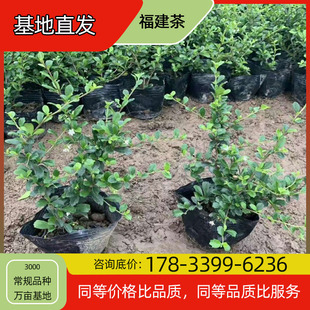 Fujian Camellia Seedling Potted Base Planting Four-Season Flowering Courtyard Planting Green Plant Project Greening Seedlings Easy to Breed