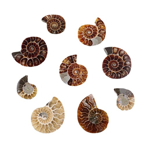 Natural Madagascar conch fossil small slice open ammonite paleontological fossil raw stone ore specimen