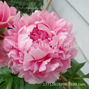 Peony Root Block with Buds, Peony Root, Peony Flower Root Ball, Flowering Indoor Courtyard Green Plant Potted Plant