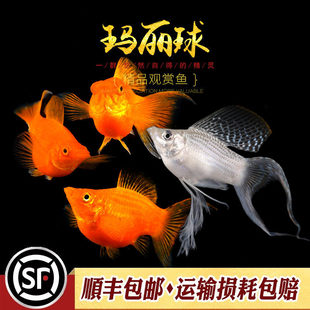 �����~�Ꭷ�^�p�~��ˮ̥���~�ڰ׽�ɫ��ţ���c���������¹��~���w
