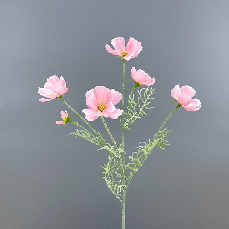 머리가 여러 개인 코스모스-핑크