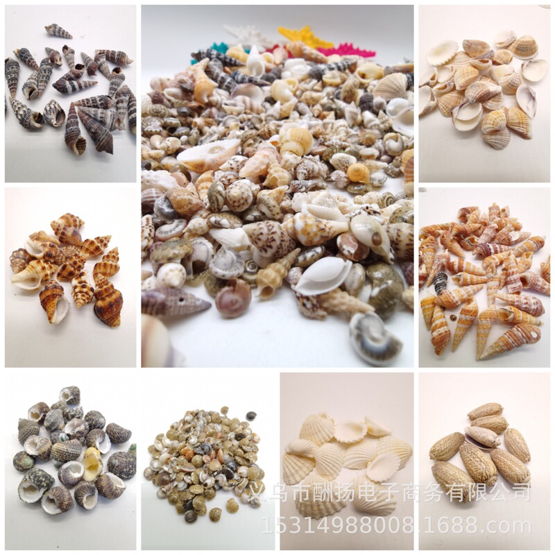 White small shell conch snow Shell natural rice snail DIY ocean bottle material small starfish micro landscape landscaping accessories