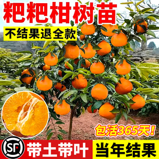 Authentic Baba Mandarin Sichuan Chunjian Saplings Ugly Tangerine Tangerine Tangerine Fruit Tree Fruit Seedlings Courtyard Planting All Year Round Results