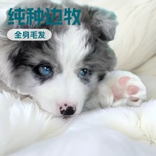 定制边境牧羊犬幼犬活体宠物狗狗中型边牧护卫犬双色三色边牧幼崽