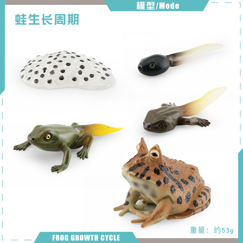 Modelo animal de simulación al por mayor de pollo pato ganso mariposa tortuga Rana ciclo de crecimiento Montessori material didáctico adornos hechos a mano