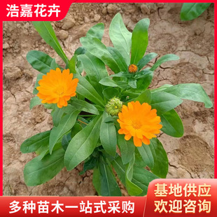 ��K������ �V��ͥԺֲ�ﻨ�����ԕr����r�������l�r ��K�ջ�