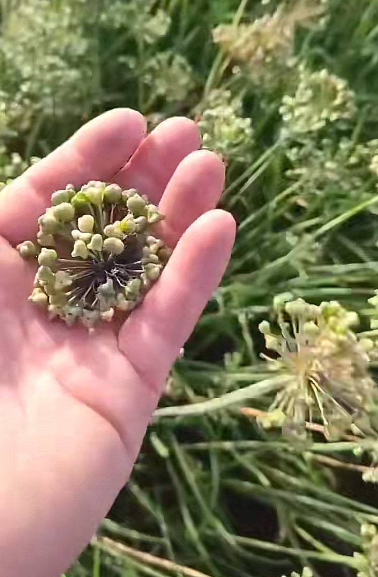 Chinese Chive Seed Tea Jiu Cai Zi Wild Leek Seeds Dried Herbal Seeds for Tea Wine Infusion 500g specifications