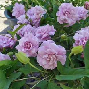 �p֦ĵ�����绨���p֧ĵ��