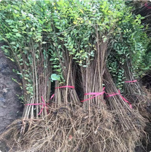榆树小苗 榆钱树苗 白榆树 庭院道路绿化篱笆苗 可食用榆树苗盆栽
