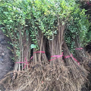 �ܘ�С�� ���X���� ���ܘ� ͥԺ��·�G���h���� ��ʳ���ܘ�������