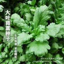 大叶茼蒿种子蔬菜种子皇帝菜四季易种阳台盆栽可播种春秋菜种子