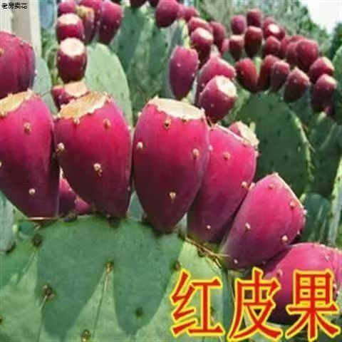 Cactus Fruit Seedling Potted Wild Red Heart Can Bloom and Bear Fruit, Cactus Fruit Big Red Fruit Wild Pagoda Is Delicious