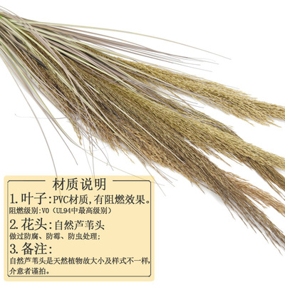 批发1米真芦苇干花天然植物带卉大蒲苇婚庆花艺家居装饰绿植防霉