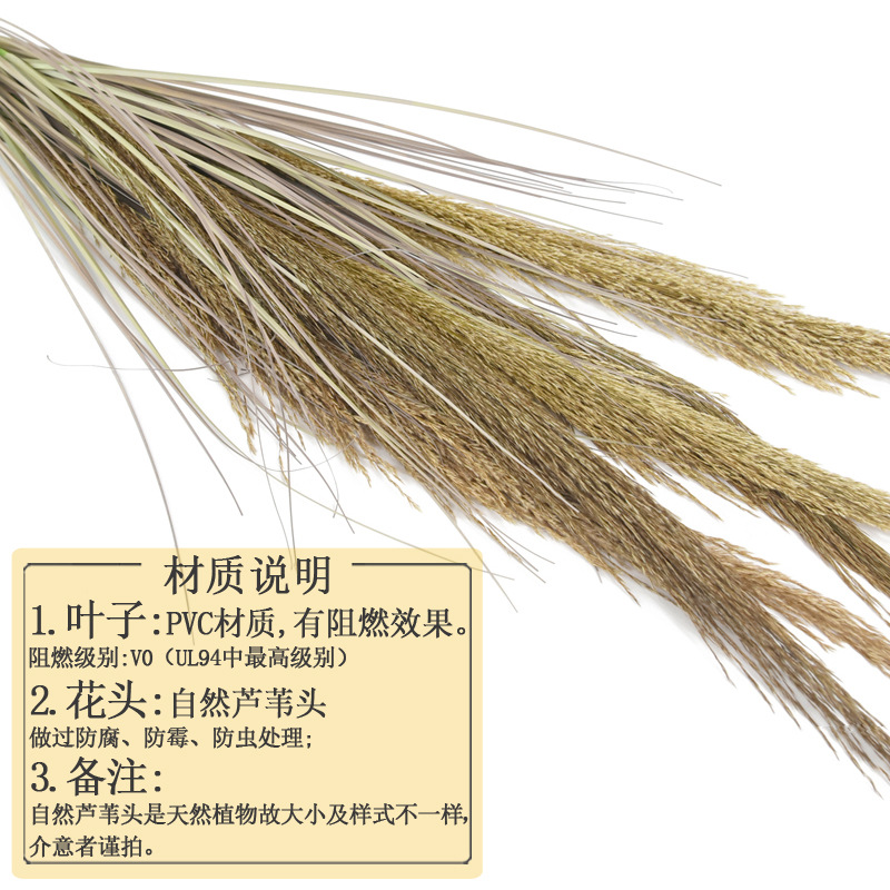 批发1米真芦苇干花天然植物带卉大蒲苇婚庆花艺家居装饰绿植防霉