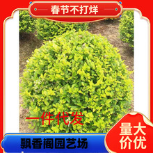 һ�����l���~Ůؑ�����e��ͥԺС�^�G��ɫ�K�G�h�@���^�����ļ�