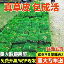 ��Ƥ���ƺ�������e�����@�G���ļ�����X��̨�����R������Ƥ����