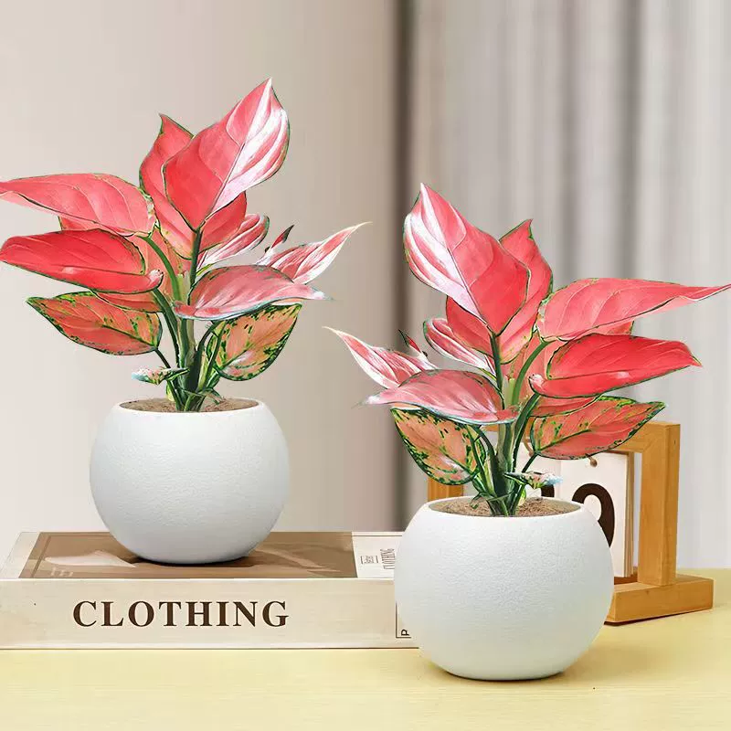 Приятное красное комнатное зеленое растение в горшке королевы Руйи, простой в уходе настольный гидропонный цветочный бонсай.